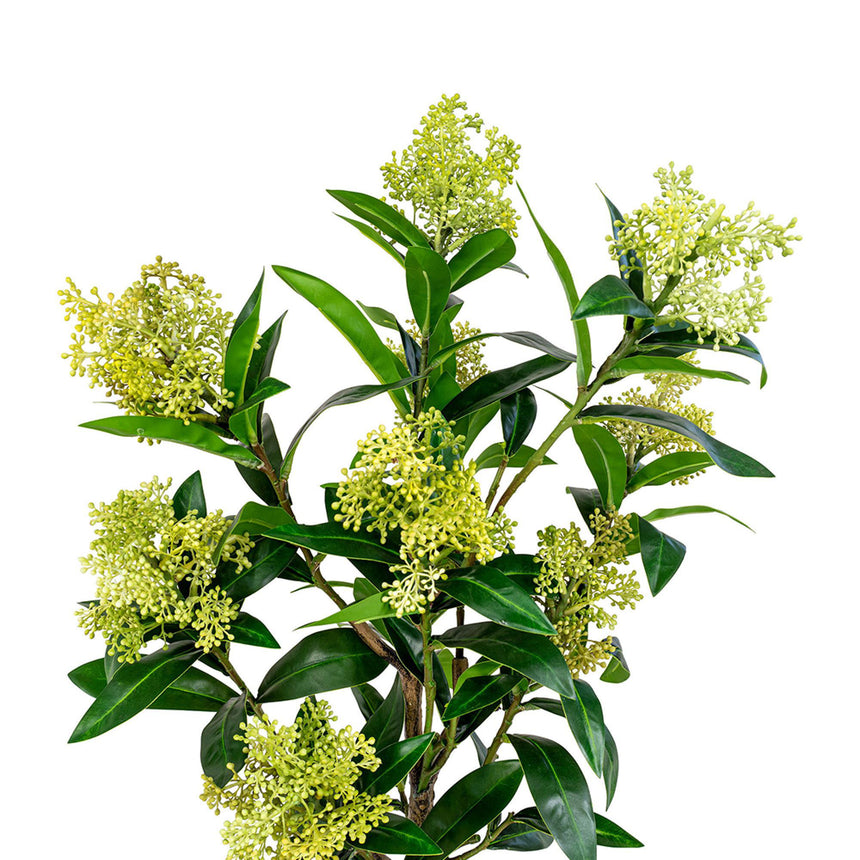 Green Skimmia Tree-3
