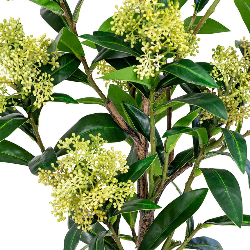 Green Skimmia Tree-4