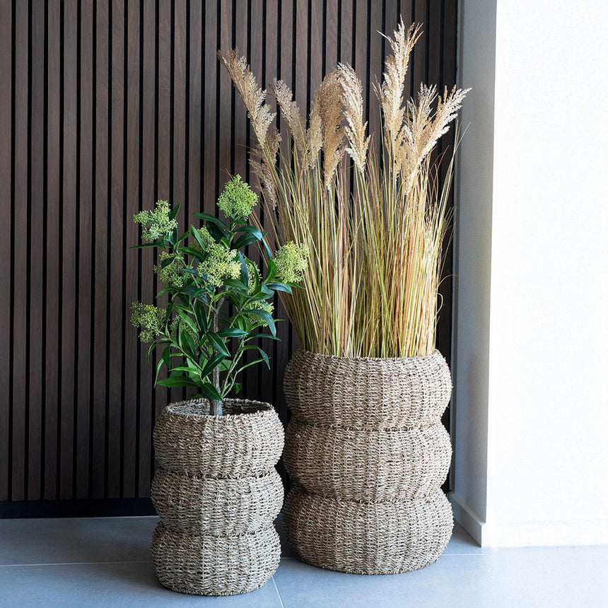 Green Skimmia Tree-5