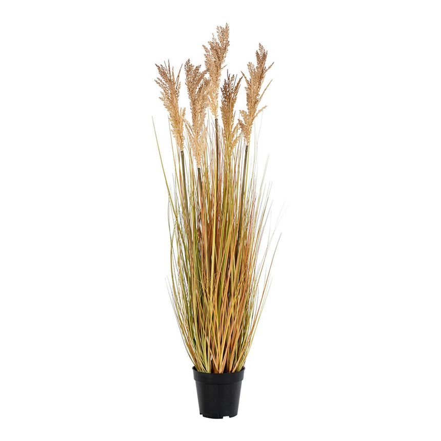 Natural Sorghum Grass-2