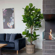 Fiddle Green Fiddle Leaf Tree - 93cm x 190cm