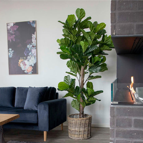 Fiddle Green Fiddle Leaf Tree - 93cm x 190cm