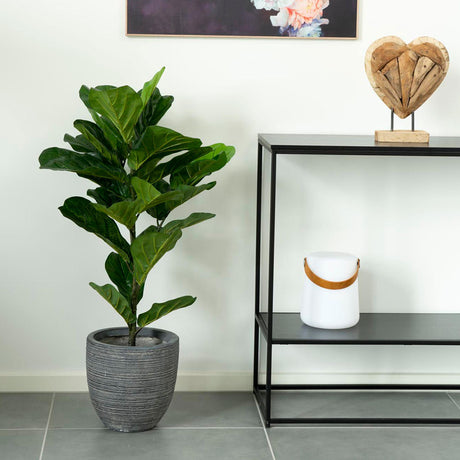 Fiddle Green Fiddle Leaf Tree
