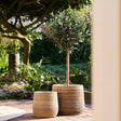 Green Olive Tree