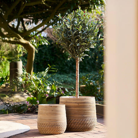 Green Olive Tree