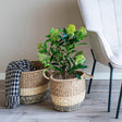 Green Skimmia Tree