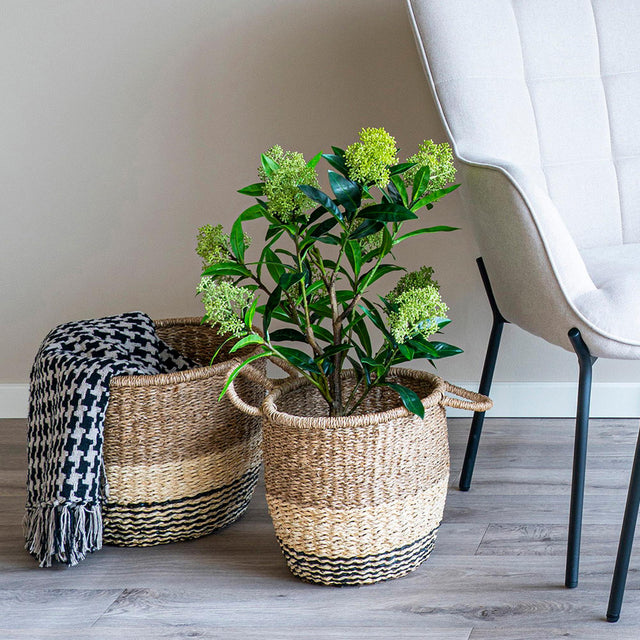 Green Skimmia Tree