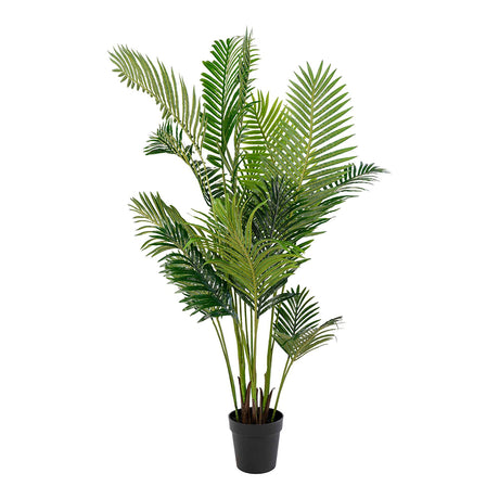 Cecilia Green Areca Palm-2
