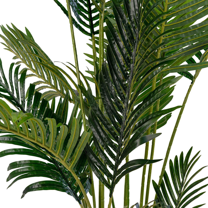 Cecilia Green Areca Palm-3