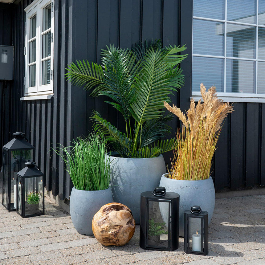 Cecilia Green Areca Palm-4