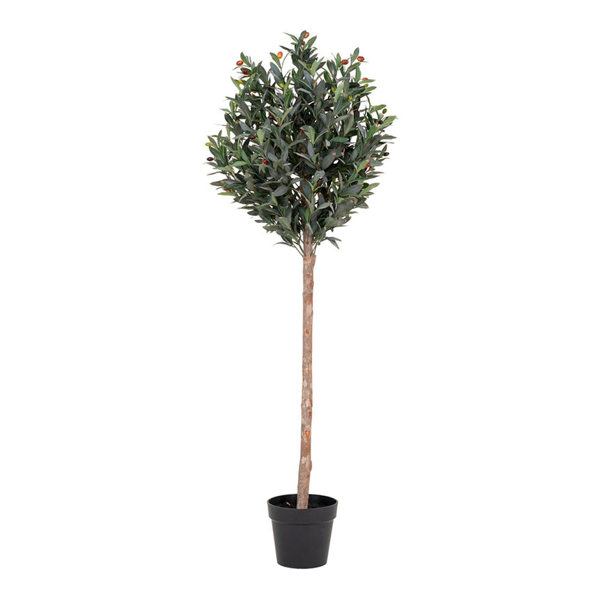 Fairlawn Green Olive Tree  - 58cm x 110cm-2