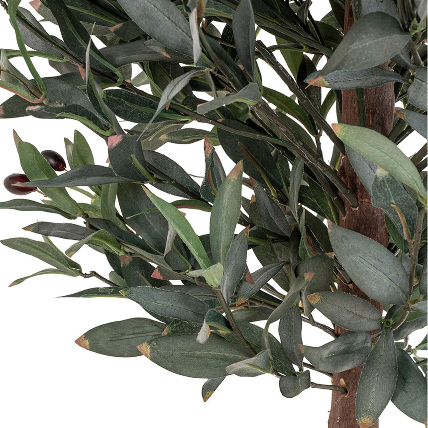 Fairlawn Green Olive Tree  - 58cm x 110cm-3