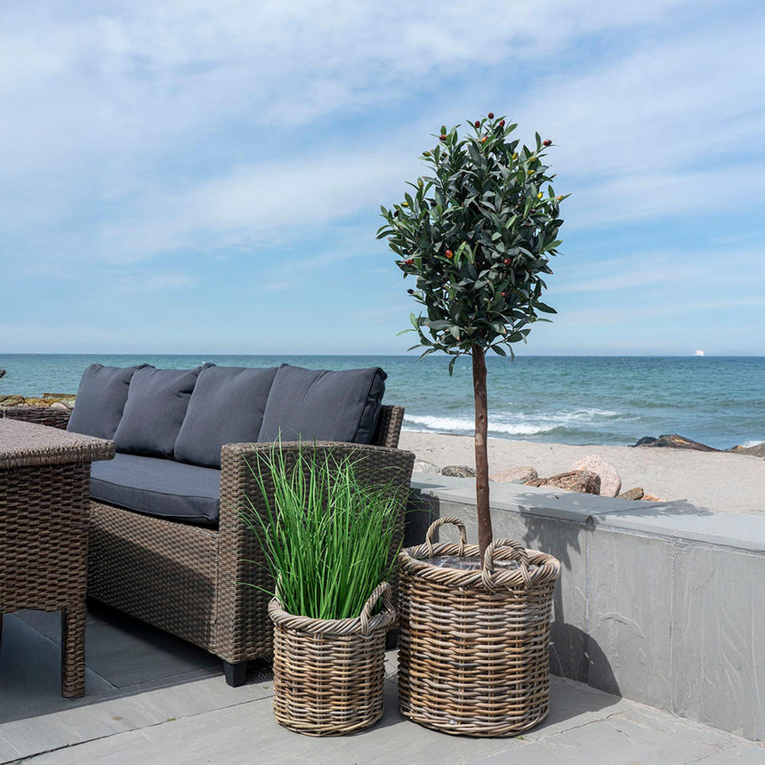 Fairlawn Green Olive Tree  - 58cm x 110cm-5