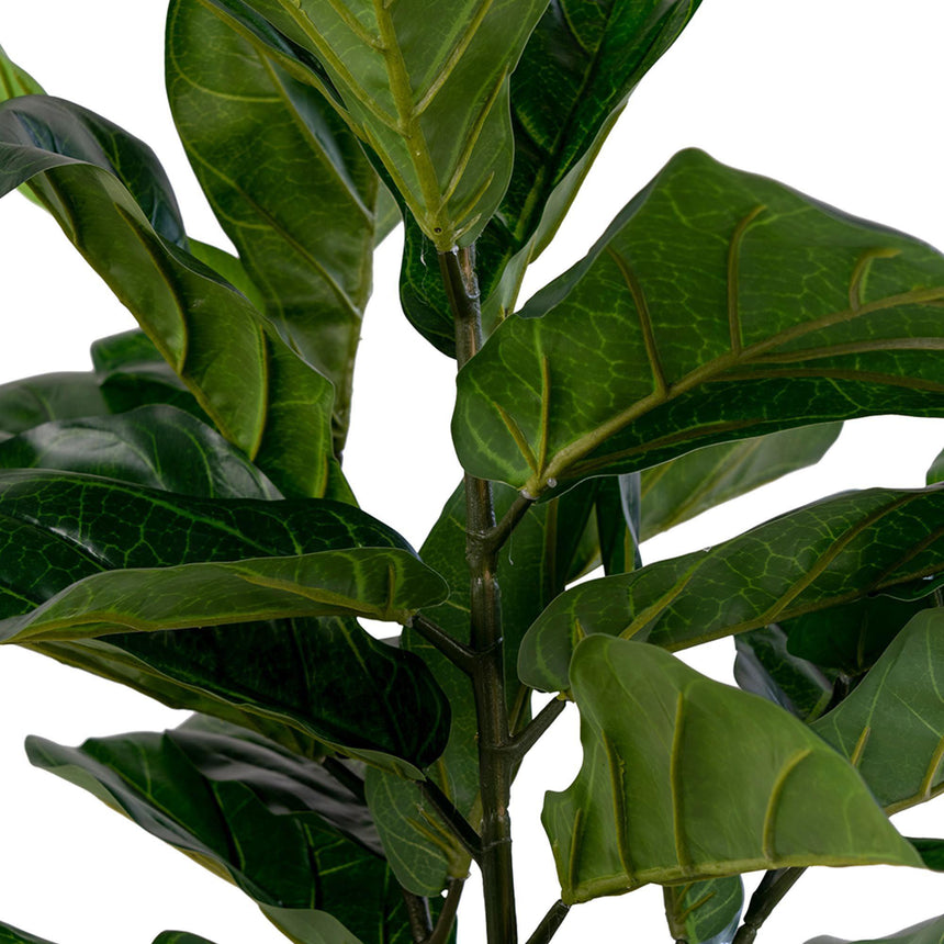 Fiddle Green Fiddle Leaf Tree-3