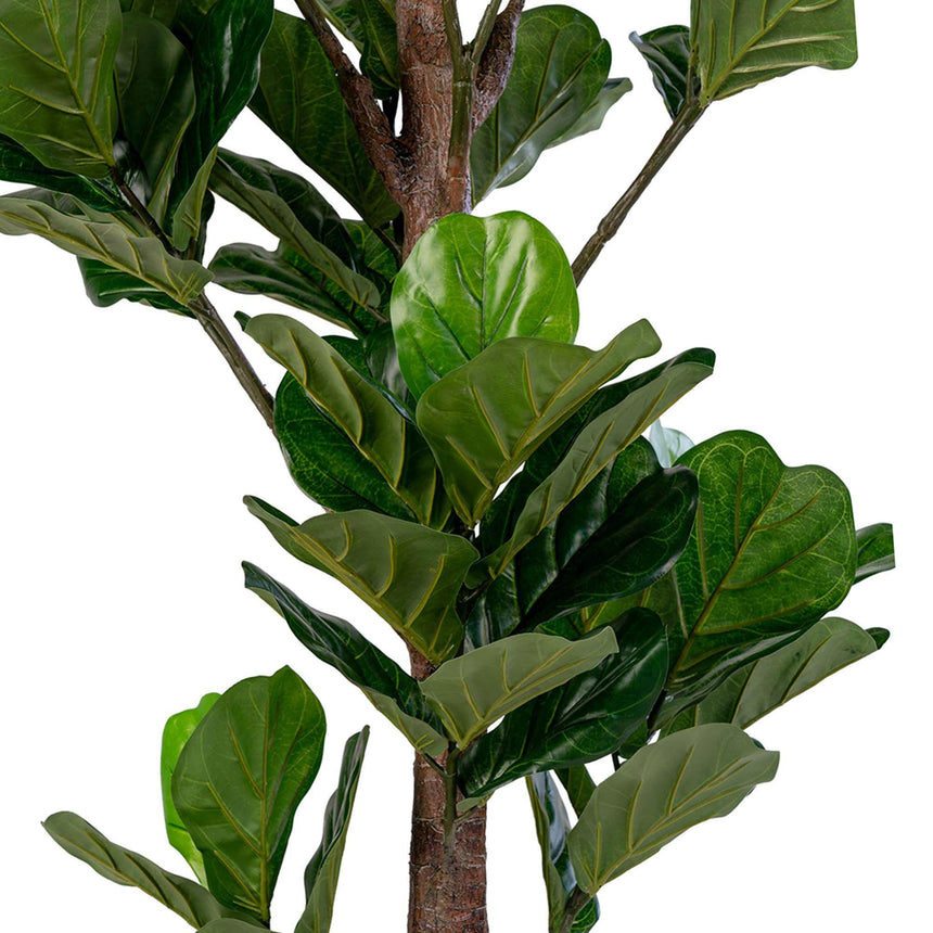 Fiddle Green Fiddle Leaf Tree - 93cm x 190cm-3