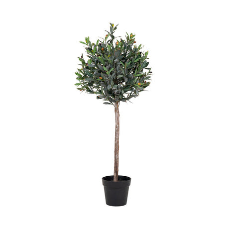 Green Olive Tree-2