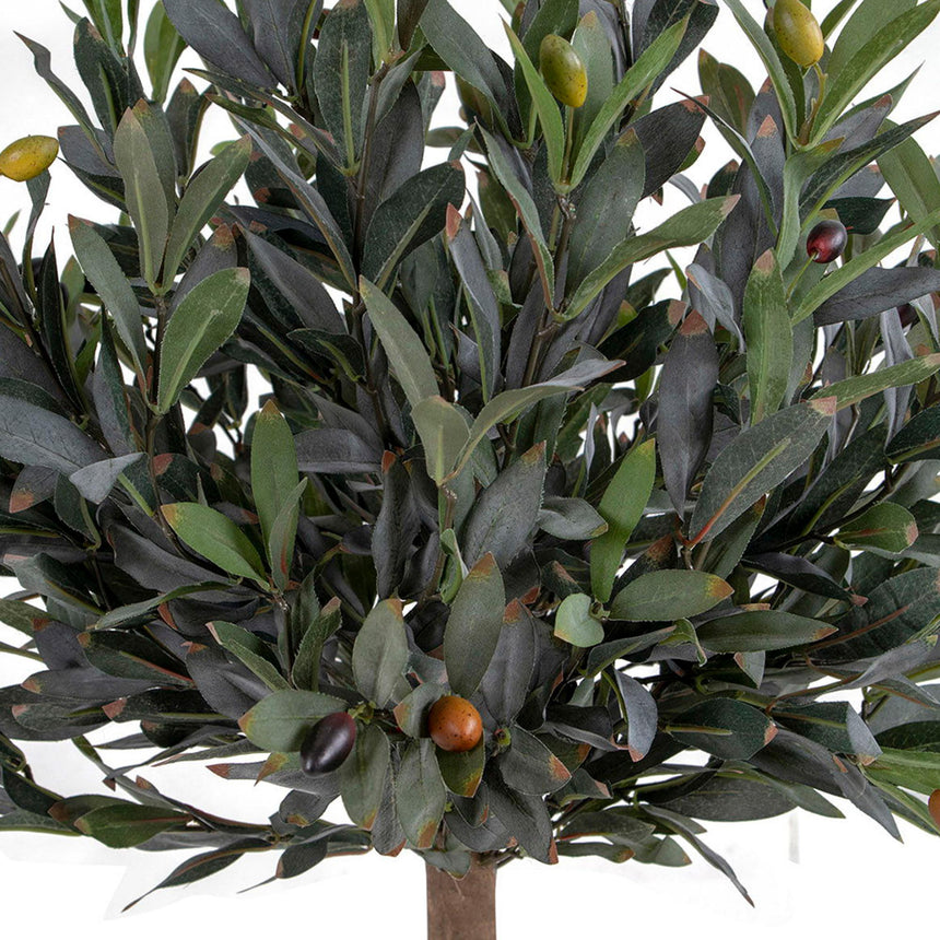Green Olive Tree-3