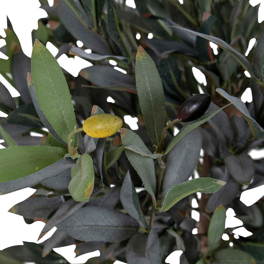 Green Olive Tree-4