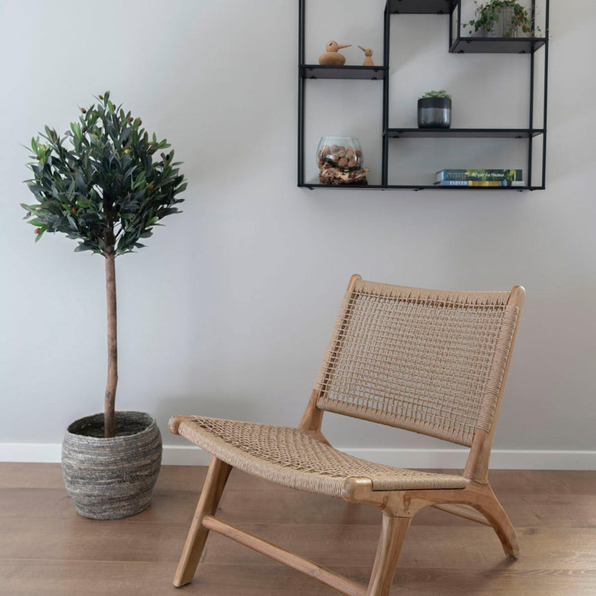 Green Olive Tree-5
