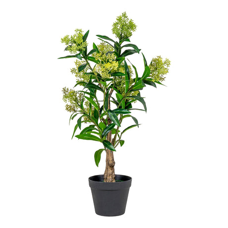 Green Skimmia Tree-2