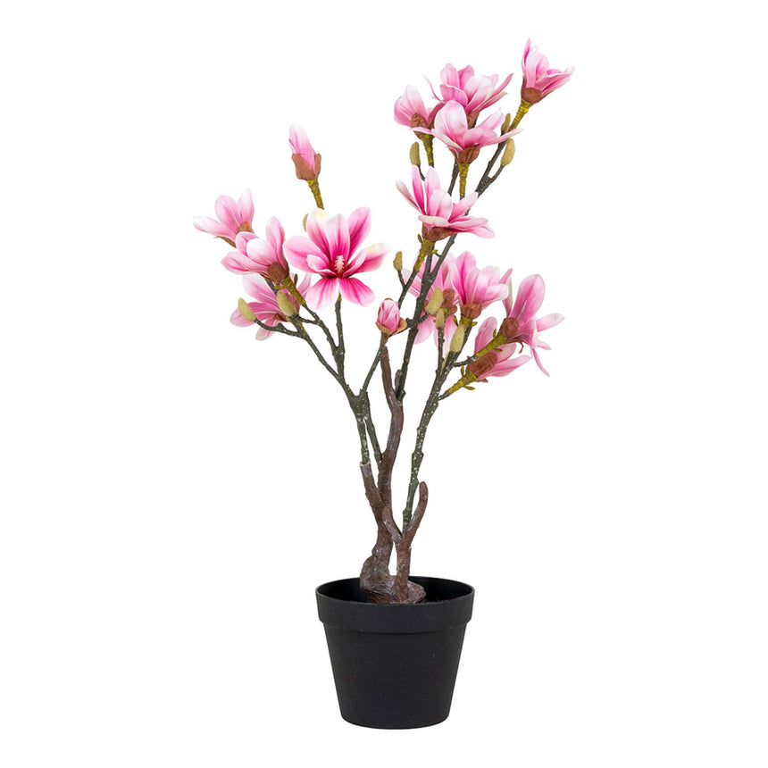 Rosa Magnolia Tree-2