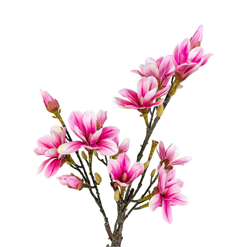 Rosa Magnolia Tree-3