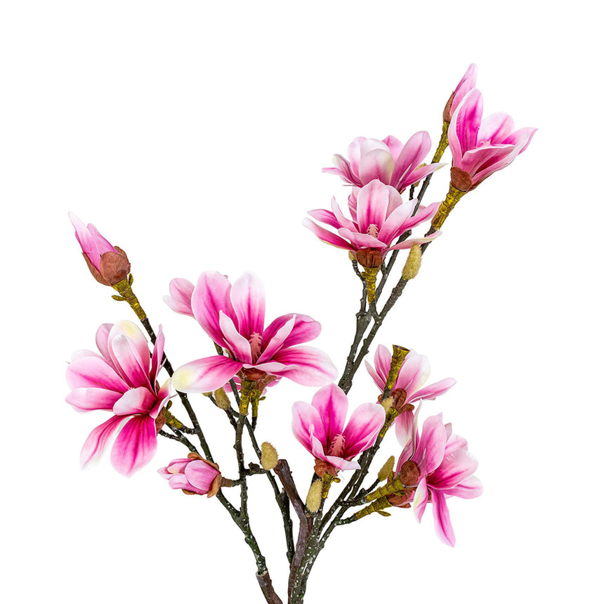 Rosa Magnolia Tree-4